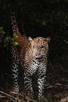 Leopard Sri Lanka von Sven Goedhart