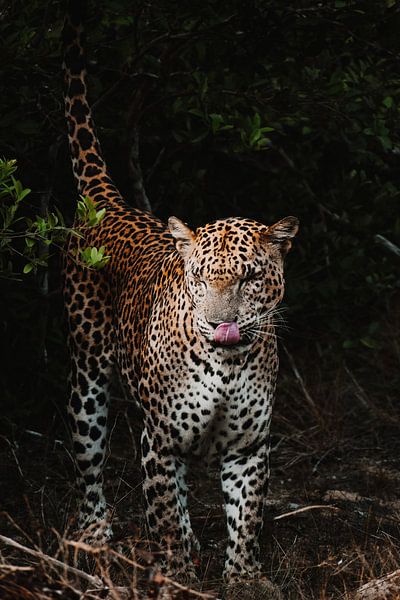 Leopard Sri Lanka von Sven Goedhart