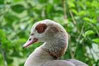Close-up van een egyptische gans tegen groene natuurlijke achtergrond