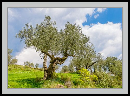 Olive tree