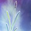 Lavendelbloem en zonsondergang van Karijn | Fine art Natuur en Reis Fotografie