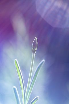 Lavendelbloem en zonsondergang van Karijn | Fine art Natuur en Reis Fotografie