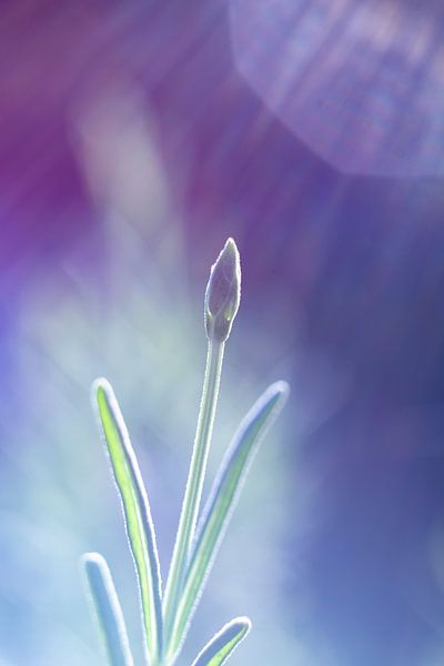 Lavender flower and sunset by Karijn | Fine art Natuur en Reis Fotografie
