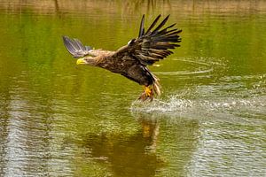 Europese Zeearend hangt boven het water om de prooi te pakken.  Goud, geel en groene kleuren. van Gea Veenstra