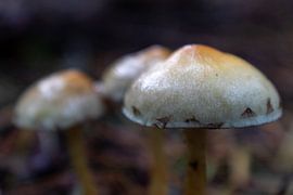 Zackige Hüte von Lianne van Dijk