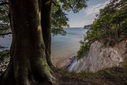 Bomen aan witte klif op Rugen eiland Duitsland