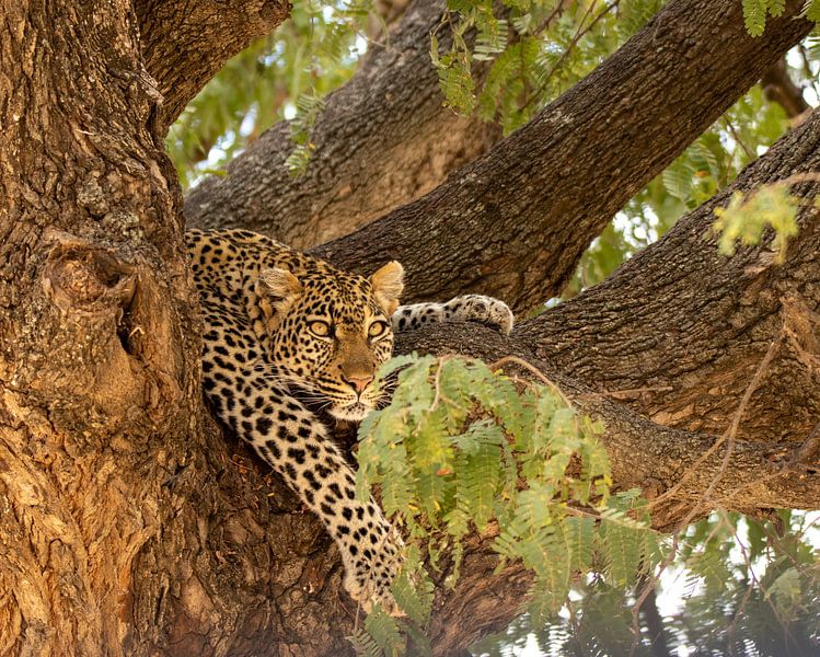 Leopard von Monique Bijl - van der Heijden