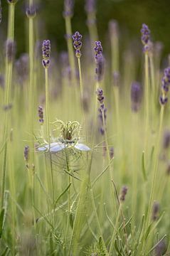 Flower between lavender by Manon Notebaert