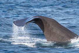Diving sperm whale in the Mediterranean Sea by Ronald Buitendijk Fotografie