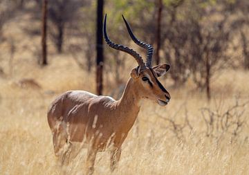 Impala-antilope in Etosha Nationaal Park, Namibië Afrika van Patrick Groß