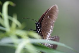 Vlinder by xander blaak