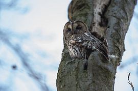 Bosuil. by Harrie Timmermans