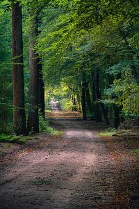 Speulderbos 2 van Thom Brouwer