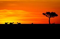 Grant Gazelle in de afrikaanse zonsondergang