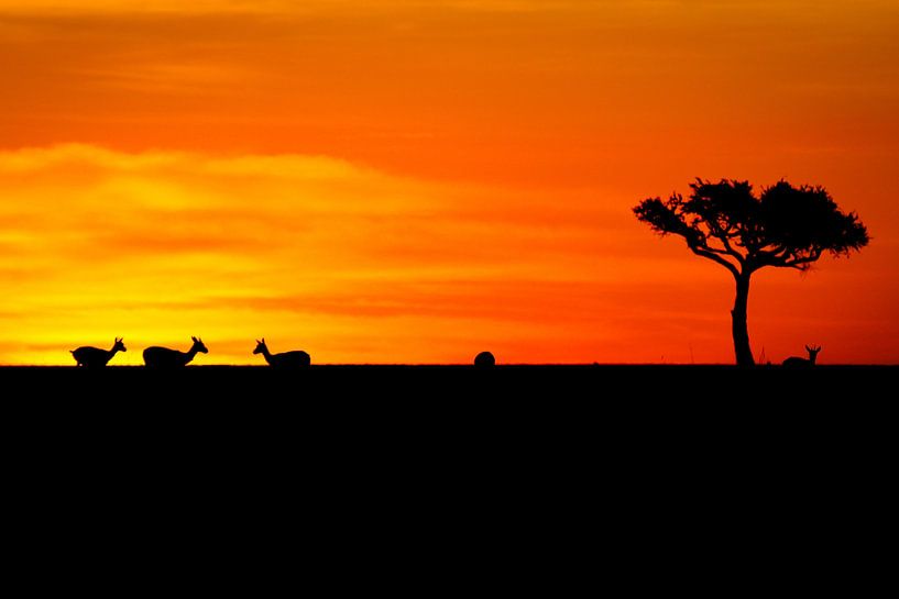 Grant Gazelle in de afrikaanse zonsondergang van Bart Hendriks