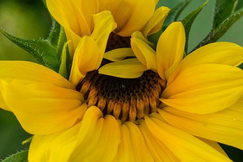Budding sunflower, Helianthus annuus