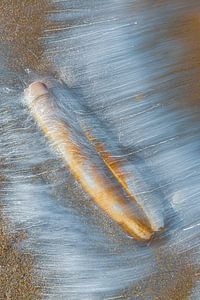 Coquillage dans les eaux vives