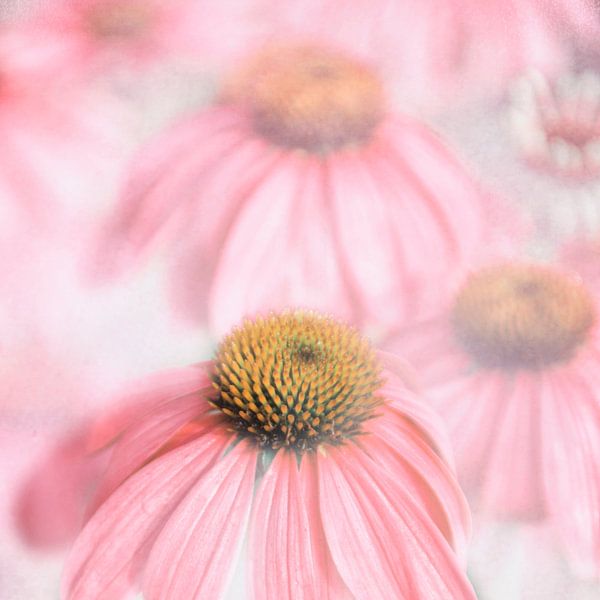 Echinacea by Claudia Moeckel