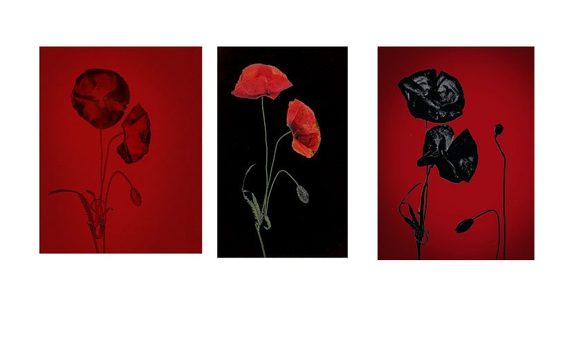 Serie klaprozen van natascha verbij