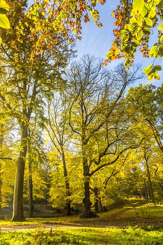 Volwassen beukenbomen in herfstkleuren in tegenlicht