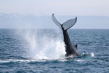 La baleine à bosse est enthousiaste sur Manon Verijdt