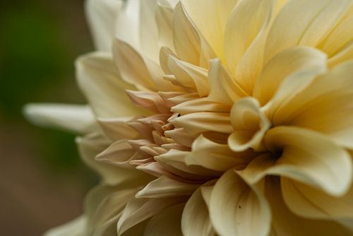 Schöne gelbe Dahlie von der Seite