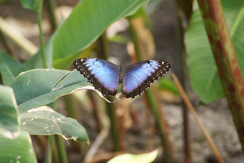 Morpho peleides vlinder