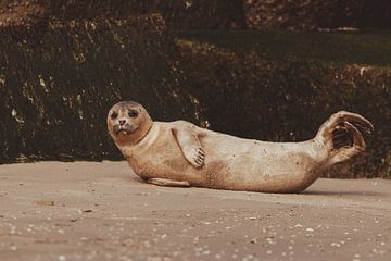 Phoque commun se reposant sur la plage de Scheveningen sur Anne Zwagers