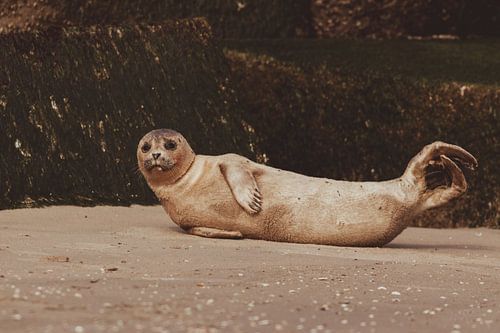 Phoque commun se reposant sur la plage de Scheveningen