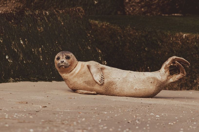 Common Seal relaxing on Scheveningen beach by Anne Zwagers
