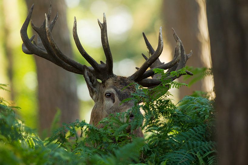 Bronstig Edelhert in boslandschap met varens van Jeroen Stel