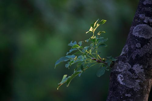 Letztes Licht