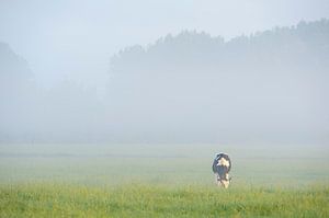vache au pâturage dans la prairie sur Arjan Keers