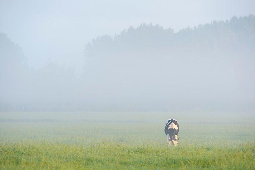 grasende Kuh auf der Wiese von Arjan Keers