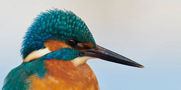 Kingfisher - Portrait by Kingfisher.photo - Corné van Oosterhout