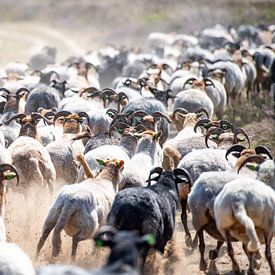 Sheep herd moves across Balloerveld by Marcel Jurian de Jong