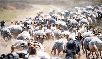 Sheep herd moves across Balloerveld by Marcel Jurian de Jong