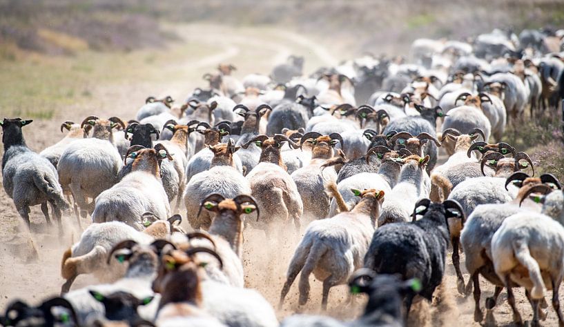 Un troupeau de moutons se déplace sur le Balloerveld. par Marcel Jurian de Jong