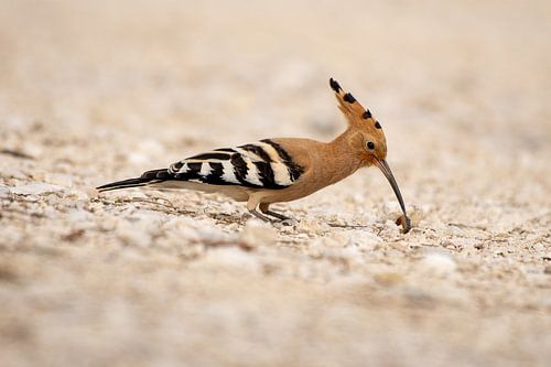 Hoopoe eats caterpillar