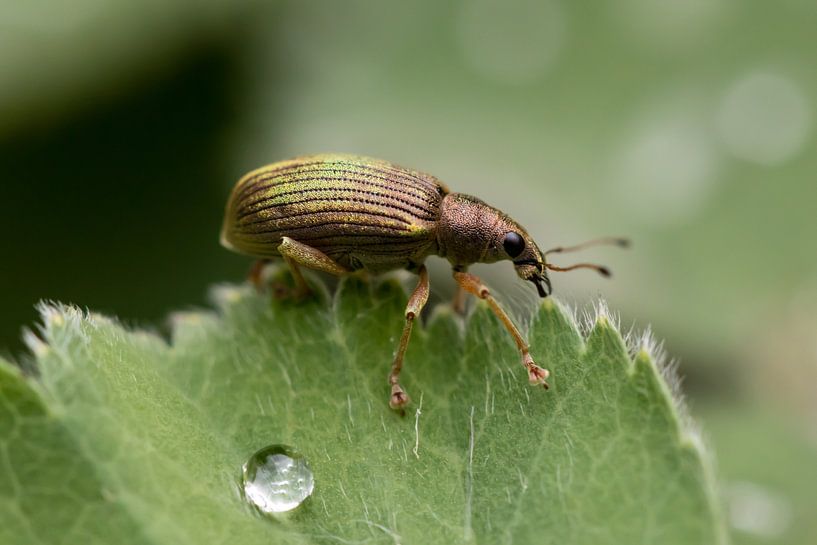 Rüsselkäfer von Evelyne Renske