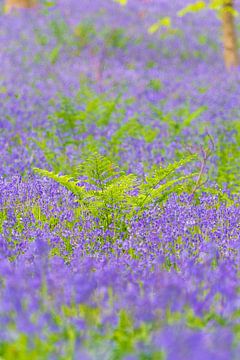 Blauglockenwald mit blühenden wilden Hyazinthen von Sjoerd van der Wal Fotografie