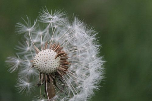 uigebloeide paardebloem