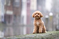 Hond aan de Utrechtse gracht