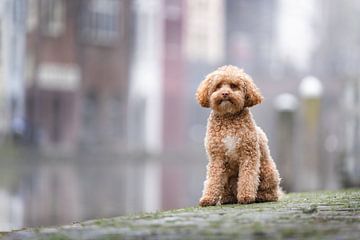 Hund auf der Utrechter Gracht von Daniëlle Kock