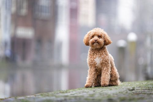 Hond aan de Utrechtse gracht