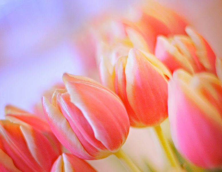 Rose tulpen van Marianna Pobedimova