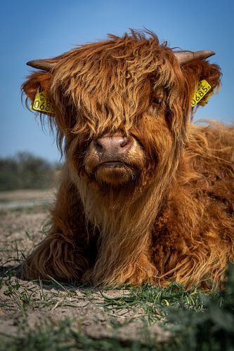 Portrait of a Scottish Highlander calf