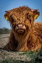 Portrait of a Scottish Highlander calf van 7.2 Photography thumbnail