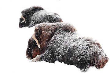 Powerful hairy musk oxen under heavy snowfall on a background of white snow. Two musk ox in snow iso by Michael Semenov