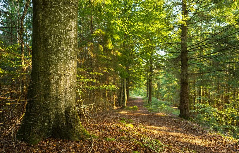 Trees (Sletten Vikings Camp Grounds) - Ry (Denmark) by Marcel Kerdijk